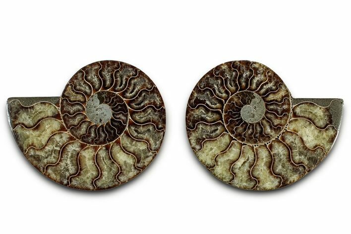 Cut & Polished, Agatized Ammonite Fossil - Madagascar #346154